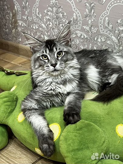 Котята мейн кун серебро