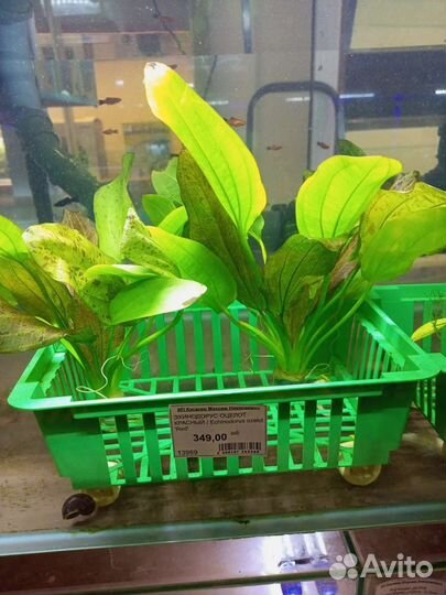 Аквариумные рыбки и растения в магазине