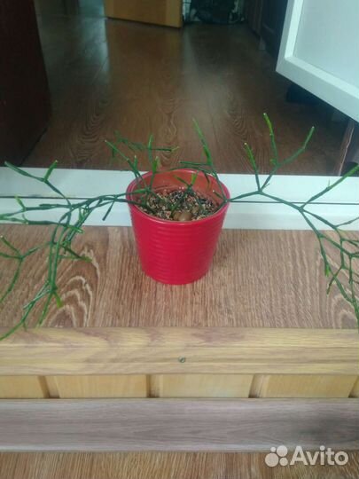 Комнатные цветы растения разные