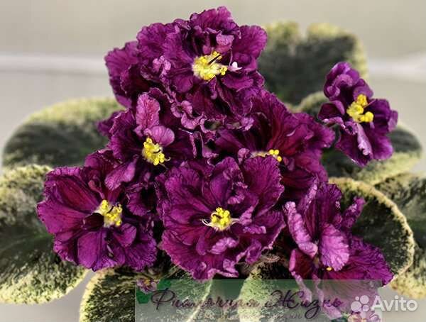 Стартеры сортовых фиалок часть первая