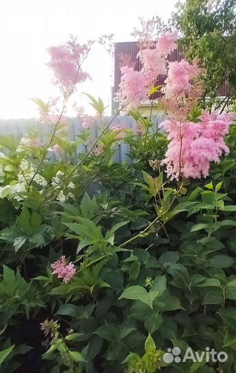 Лабазник / таволга, Ирисы, Фиалка садовая, Герань