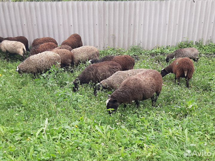 Бараны и овцы на племя