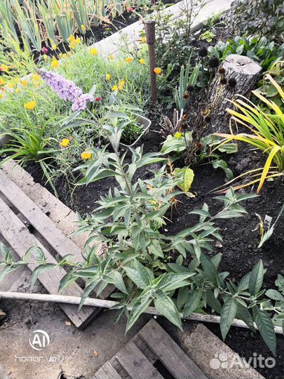 Будлея Давида Фиолетово- Голубая. зкс