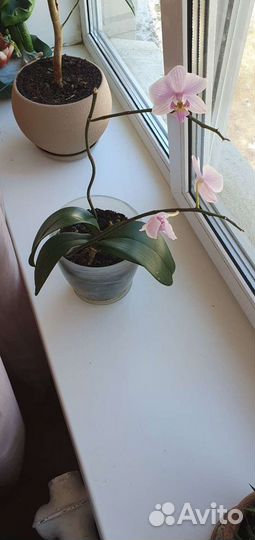 Орхидея