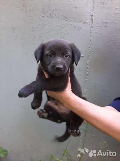 Щенок в добрые руки