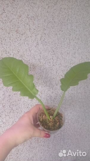 Fhilodendron Golden Crocodile