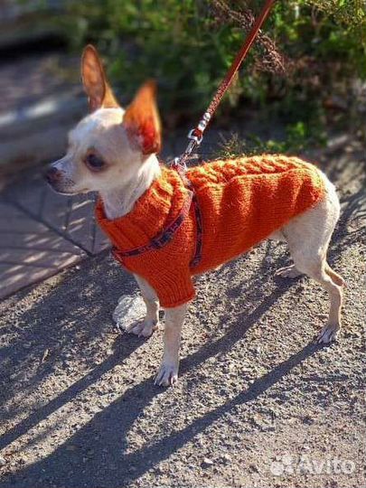 Той-терьер щенки