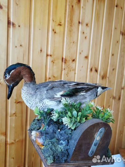 Чучело утки