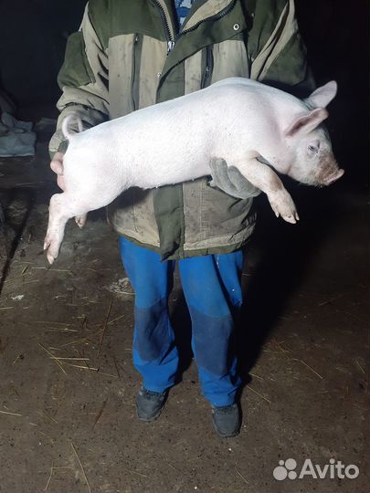 Продаю поросят