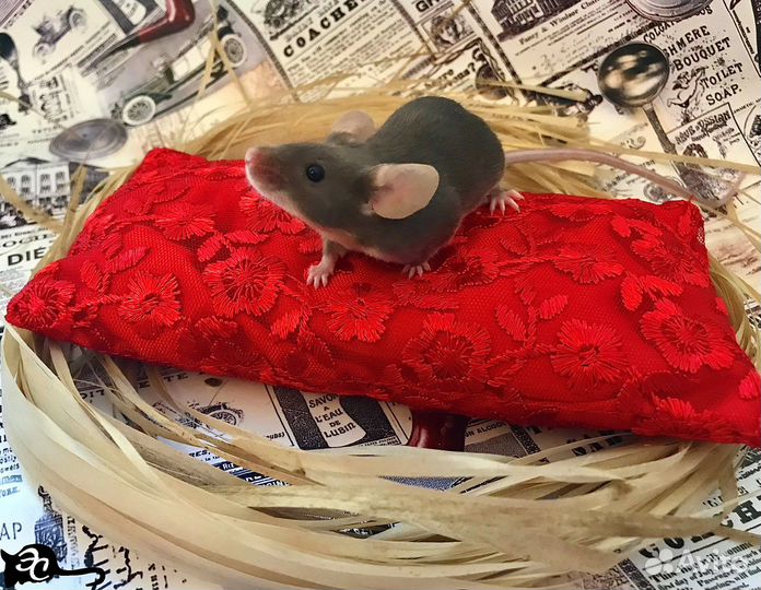 Декоративные Мышата
