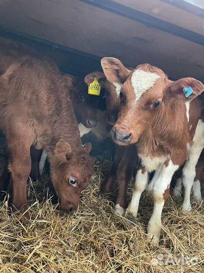 Бычки, телки, телята на откорм
