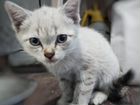 Тайская котята объявление продам