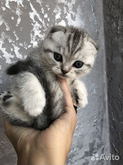 Шотландские котята