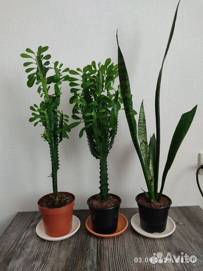 Комнатные растения