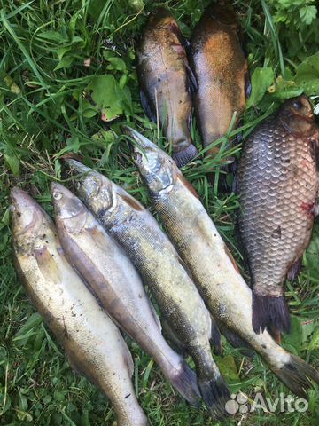 Рыба речная свежая, гк, хк, вяленая