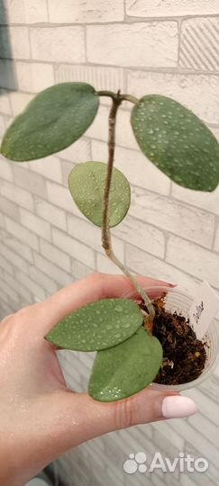 Хойи укоренённые