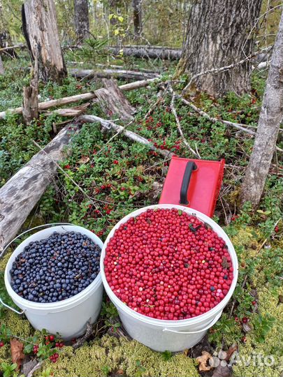 Брусника и черника