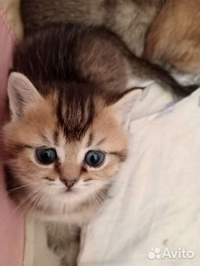 Британская золотая шиншилла