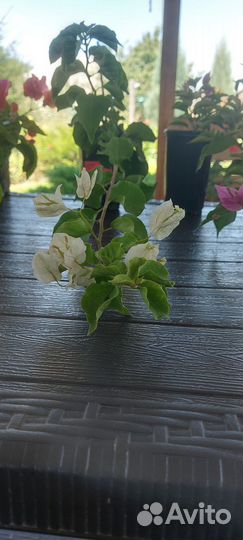 Бугенвиллии сортовые