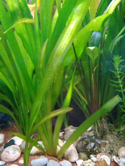 Аквариумные растения