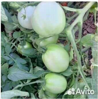 Помидоры зеленые свежие