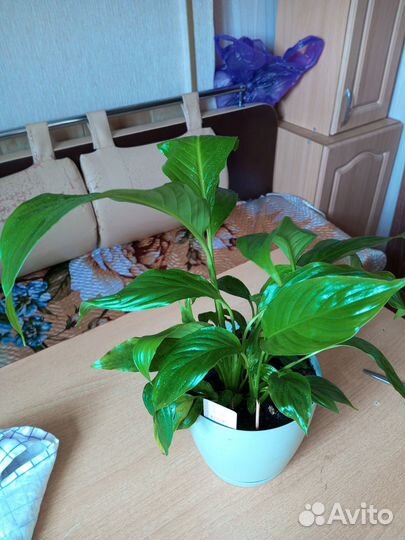 Спатифиллум, алоэ, декабрист, маранта