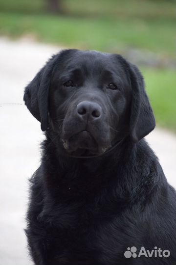 Вязка Лабрадор Ретривер