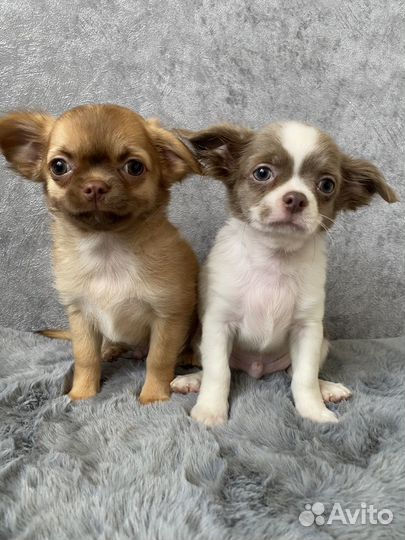 Щенки чихуа