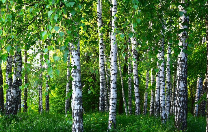 Участок 33 сот. (СНТ, ДНП)