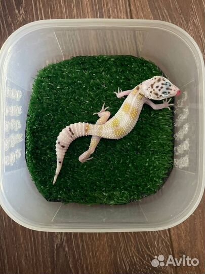 Геккон эублефар малыши 2023