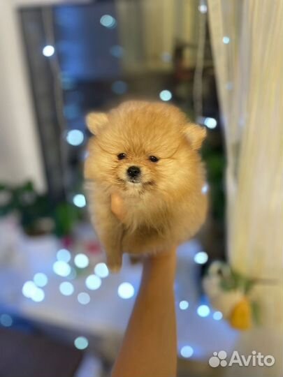 Померанский шпиц