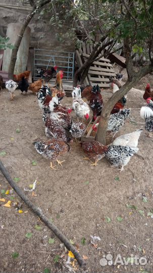 Петухи ливенская ситцевая