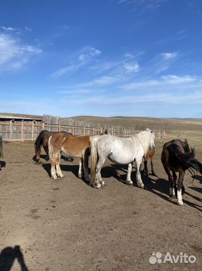 Продам табуны лошадей