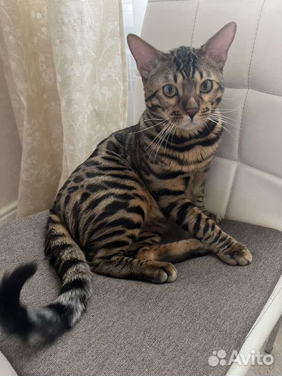 Бенгальский кот вязка