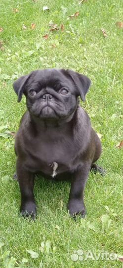 Щенок мопса девочка