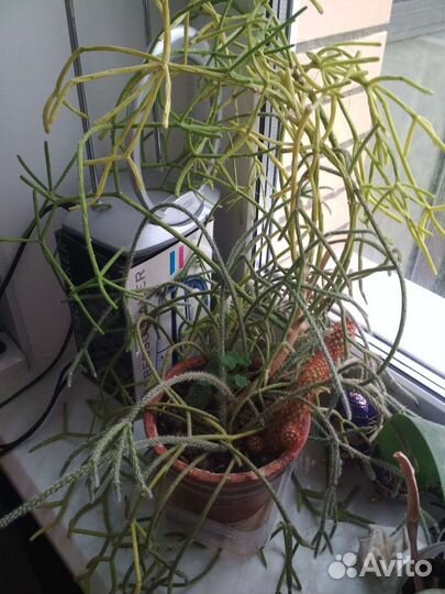 Цветы замиокулькас Сансевиерия кактус суккулент