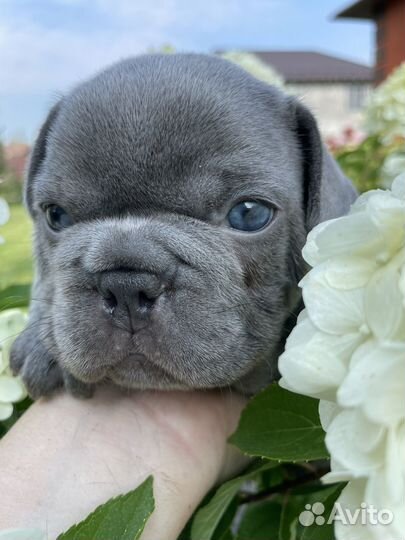 Французский бульдог щенки голубые