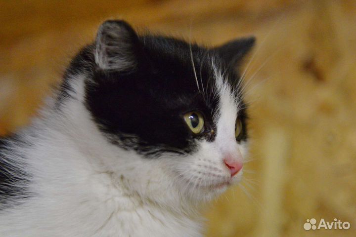 Котёнок ищет дом