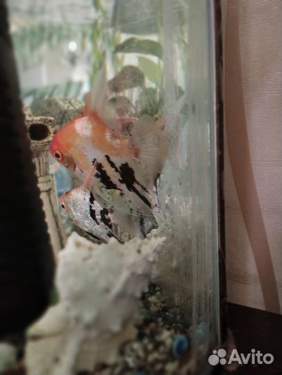 Скалярии кои