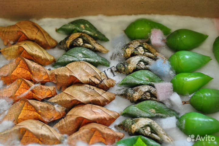 Куколки бабочек