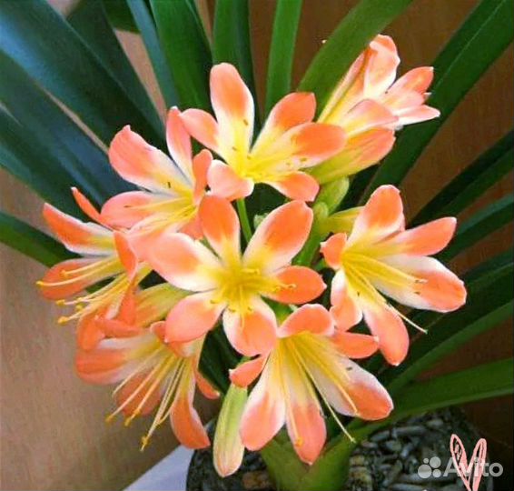 Комнатные цветы Кливия