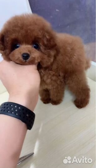 Тикап тедди пудель