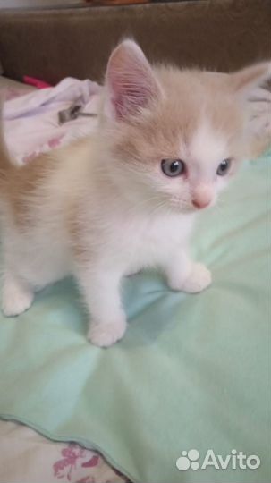 Котенок бесплатно