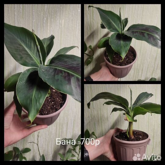 Банан, плодовая экзотика