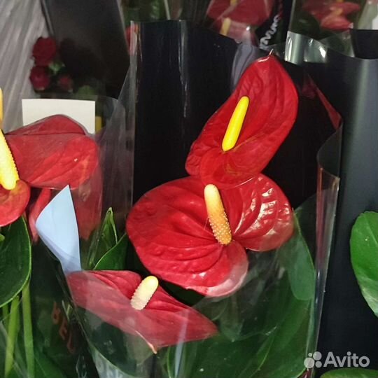 Комнатные цветы, растения