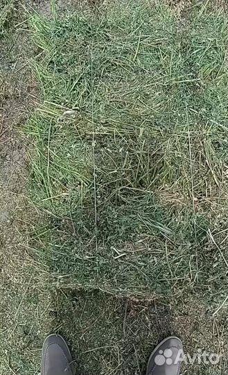 Сено,люцерна в тюках