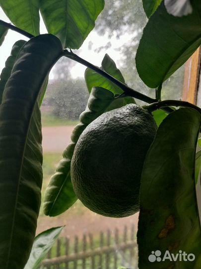 Павловский лимон