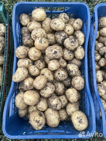 Картофель Коломбо