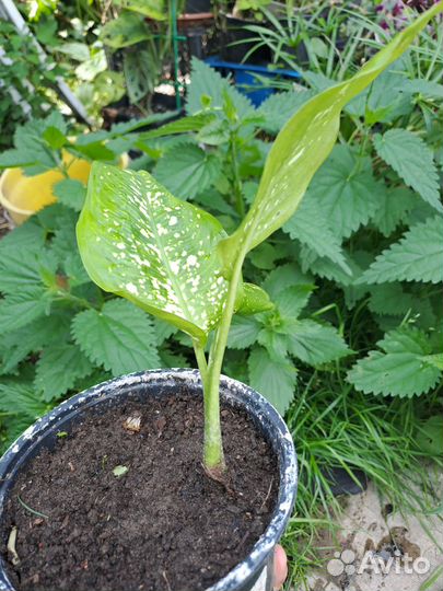 Диффенбахия