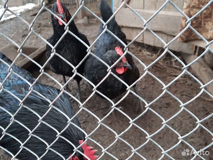 Инкубационное яйцо